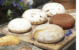 Julcsi Sajtkonyh�ja